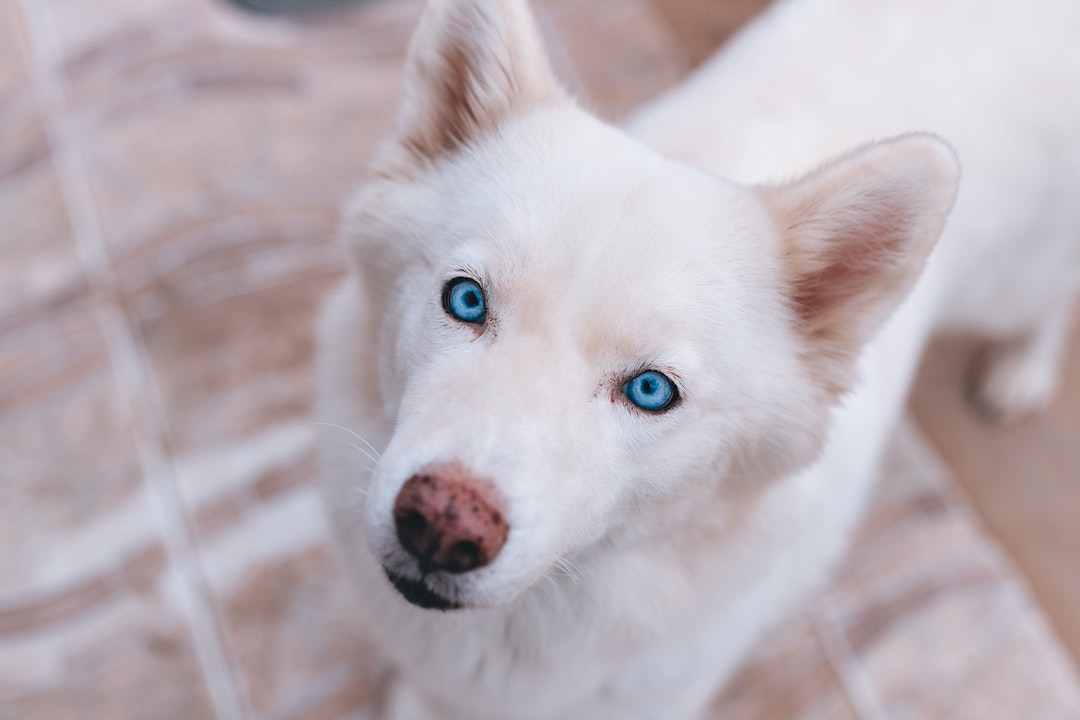 Facts About Siberian Husky Eyes