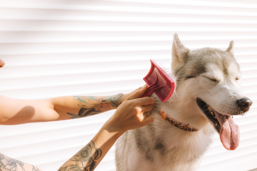 Facts About Siberian Husky Shedding