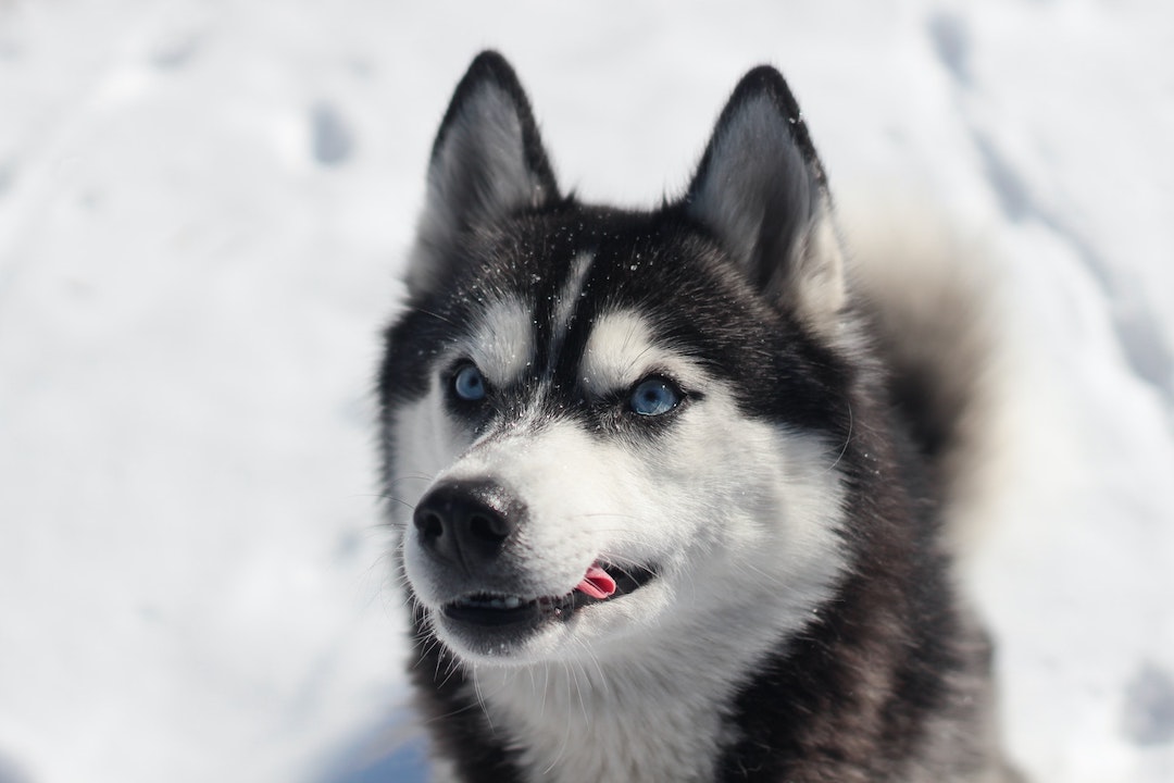 Siberian Husky Colors And Their Meaning - Husky Presents